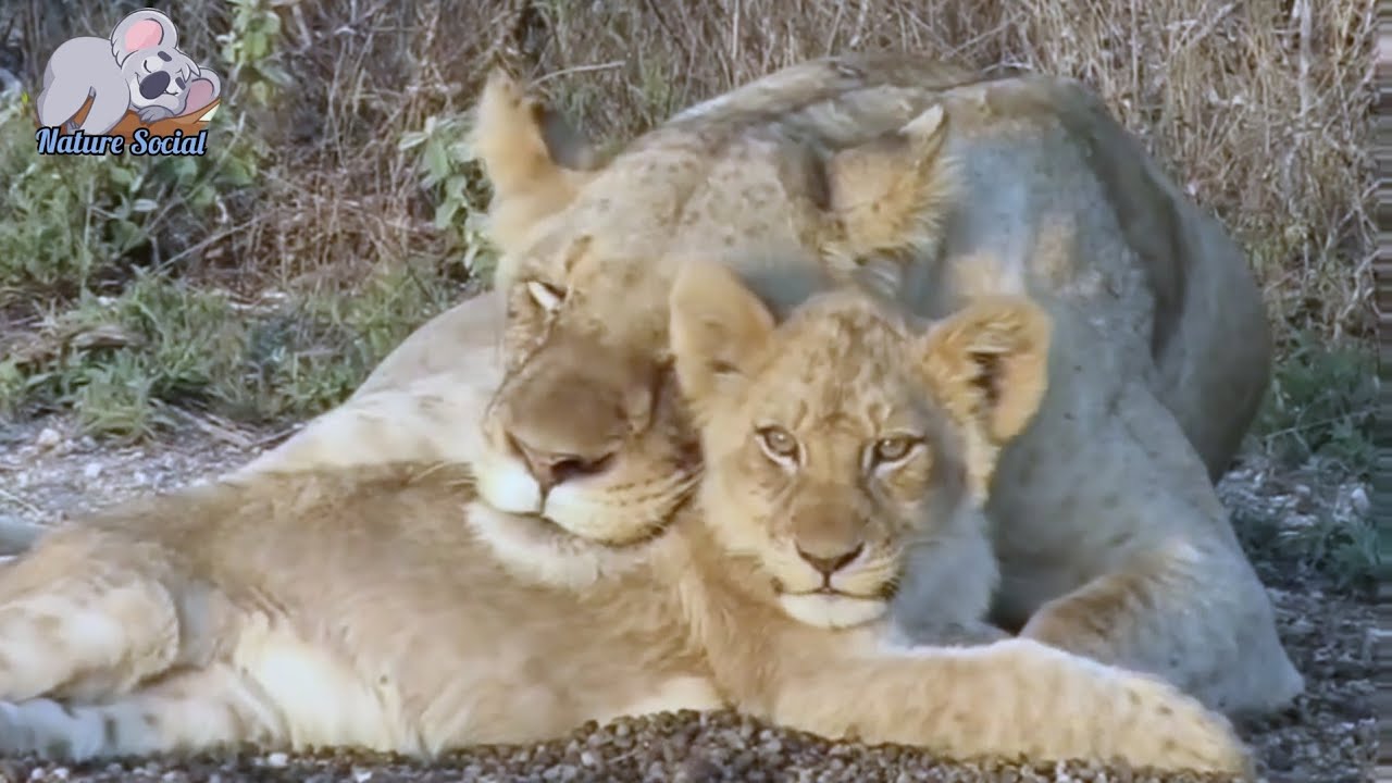 Lion cub dies horribly from being attacked by dozens of bulls | deep sorrow for the lioness