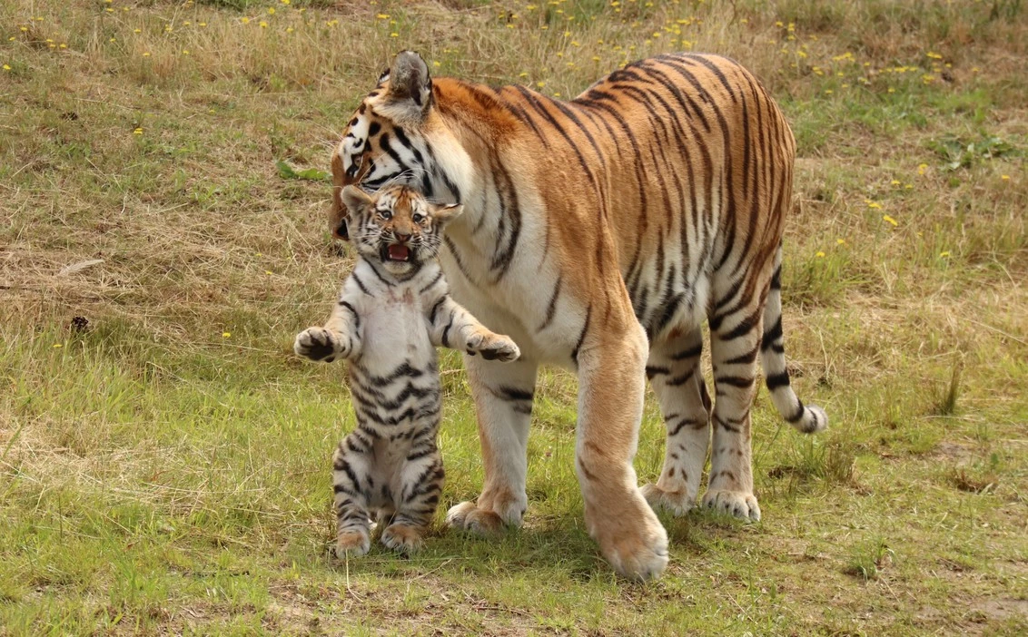 Wonderful video. I love on how tigers are so protective and loving. They lick very clean their new 𝐛𝐨𝐫𝐧 to make sure other wild predators can't smell nor hurt them. How loving. ❤❤🐆🐆