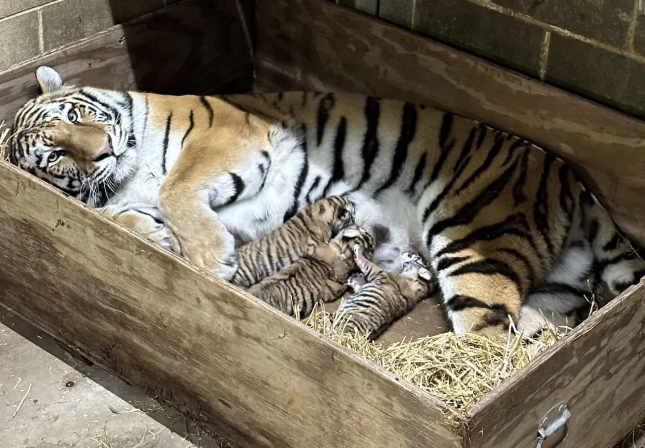 Three Amur Tiger Cubs Born At Saint Louis Zoo