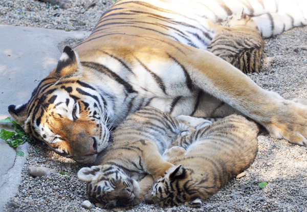 Three Little Stars in Budapest - Amur Tiger Cubs - ZooBorns