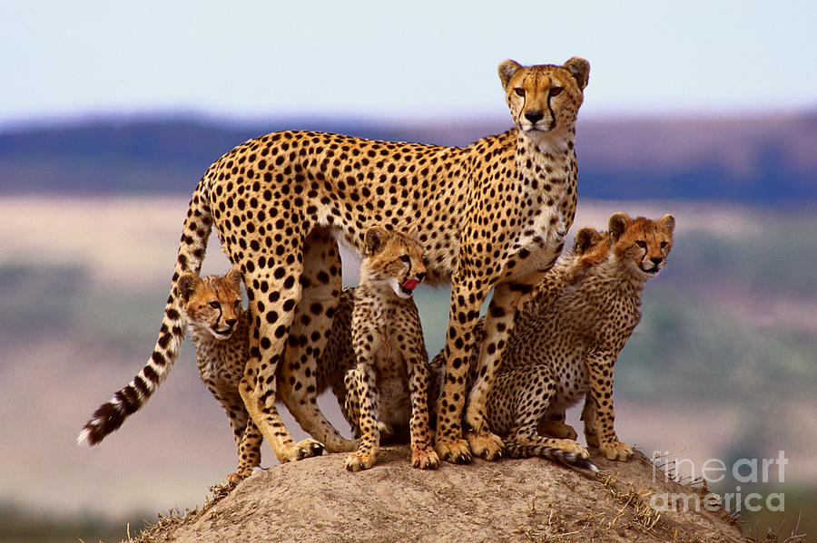 Omaha’s Henry Doorly Zoo and Aquarium Announces Birth of Four Cheetah Cubs