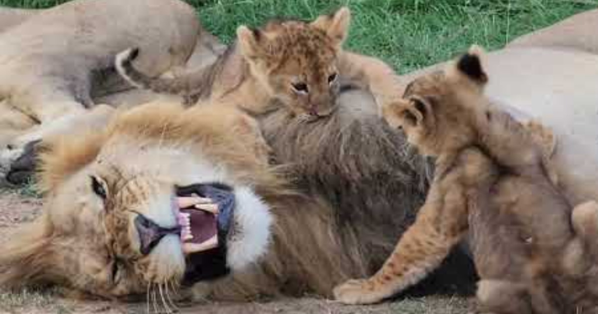 Lion cubs lick their Daddy as Lion King 