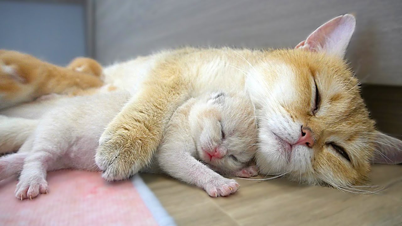 Mom cat and her tiny daughter, they do look exactly the same