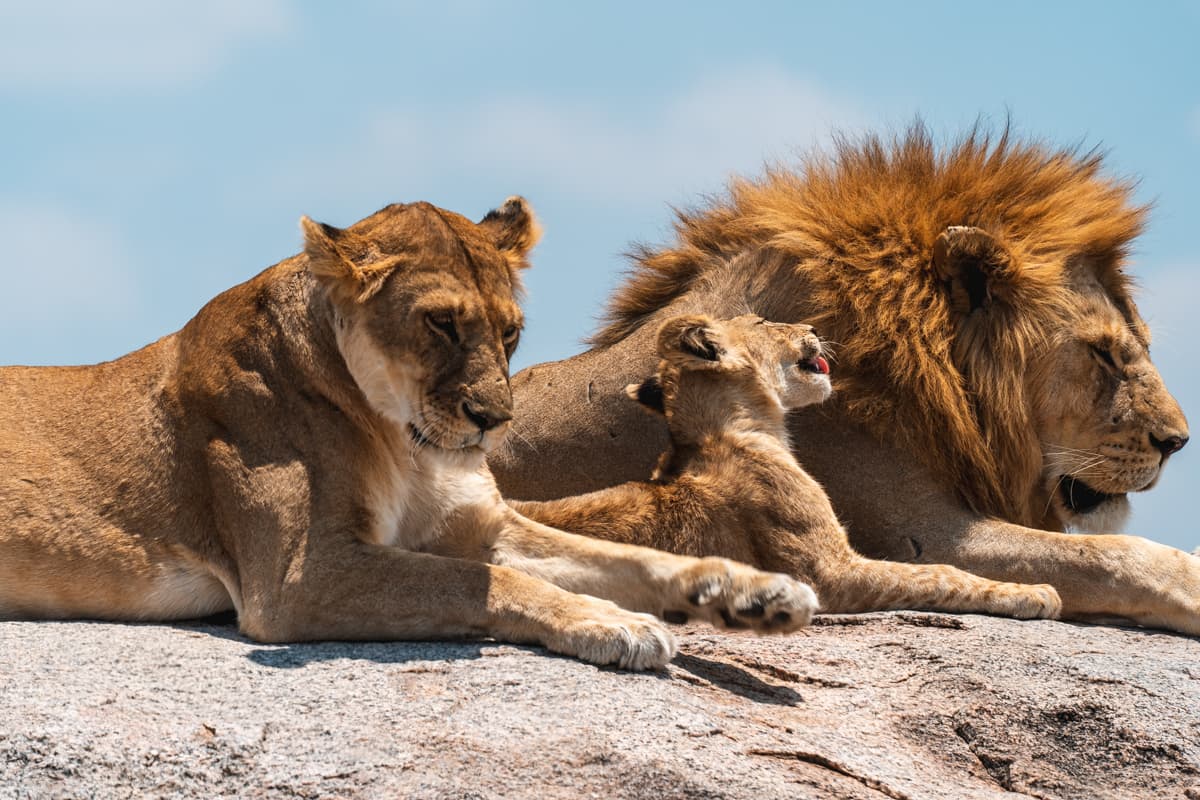 The Last Paradise on Earth - The Amazing Serengeti | Full Documentary