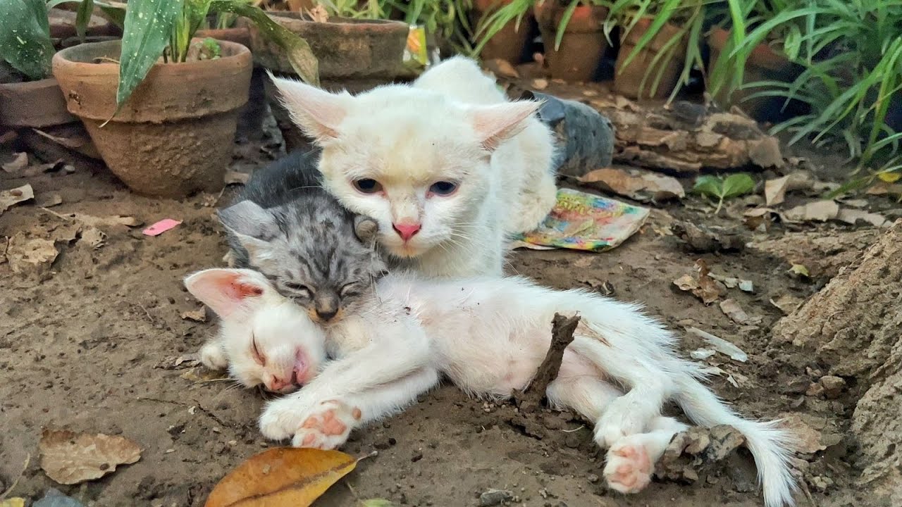 Worried Mother Cat trying to wake up her kitten but the poor kitten didn't respond!