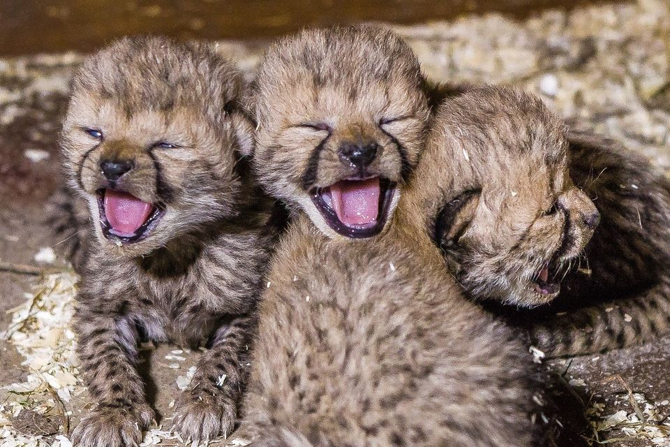 Purrs in the wild! Kuno National Park welcomes three new Cheetah cubs born to Namibian Cheetah Aasha