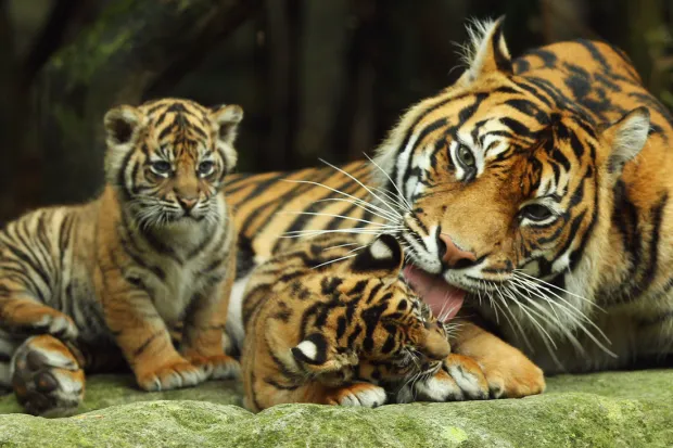 These two rare Sumatran tiger cubs have emerged from their den at Chester Zoo for the very first