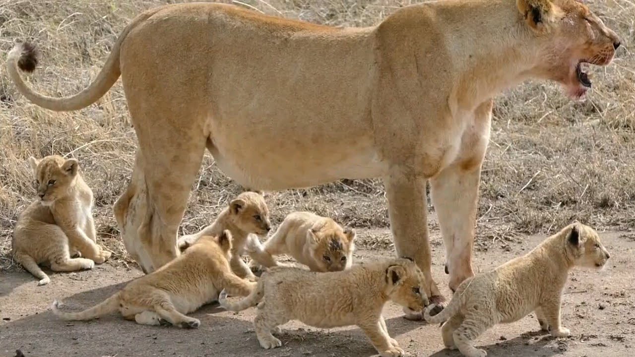 Lion mom Takes Her SIX NEWBORN CUBS On Their First Outdoor Walk!  So cute 